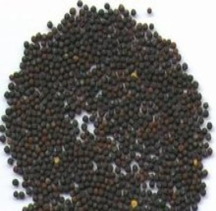 油菜籽有期货吗(油菜籽有期货吗能买吗)
