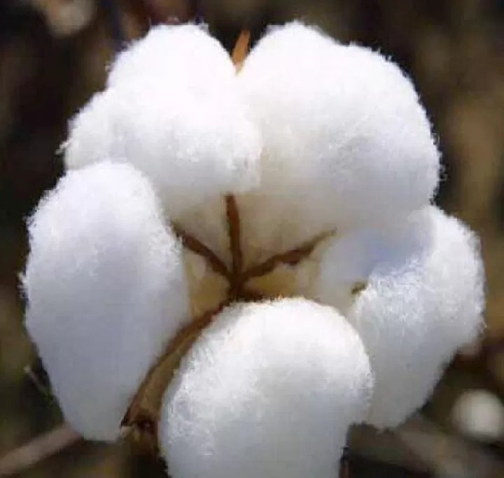 棉花的期货交易(棉花期货交易市场)_保险理财_第1张_宇龙理财网 棉花的期货交易(棉花期货交易市场)_https://www.dglong8.com_保险理财_第1张