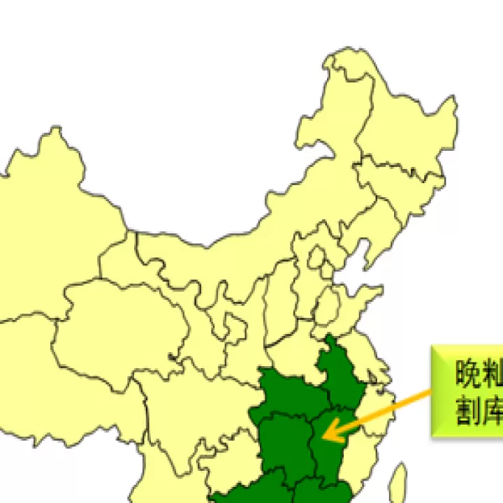 期货早籼稻走势(早籼稻期货一手多少吨)