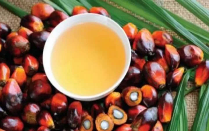 棕榈油是能源期货吗(棕榈油是危险货物吗)