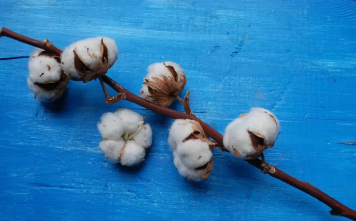 全球棉花期货市场有几家(棉花期货市场行情分析)
