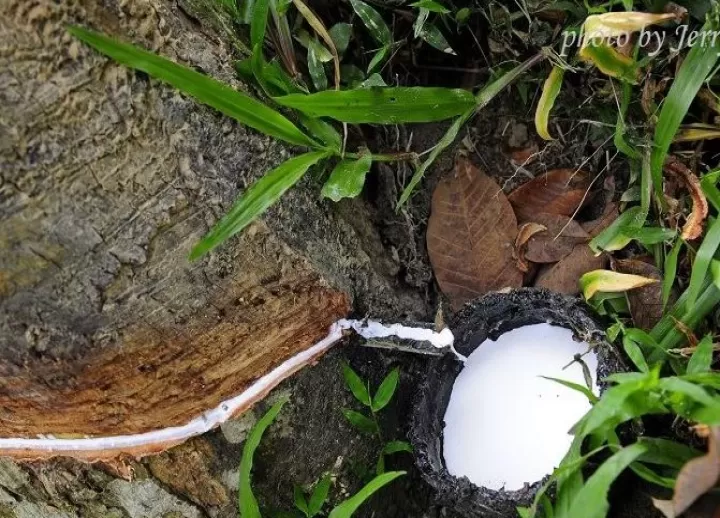 期货橡胶是指天然橡胶吗(橡胶期货指的是什么)