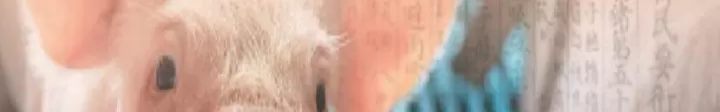 生猪期货结算价如何确定(生猪期货合约及规则介绍)