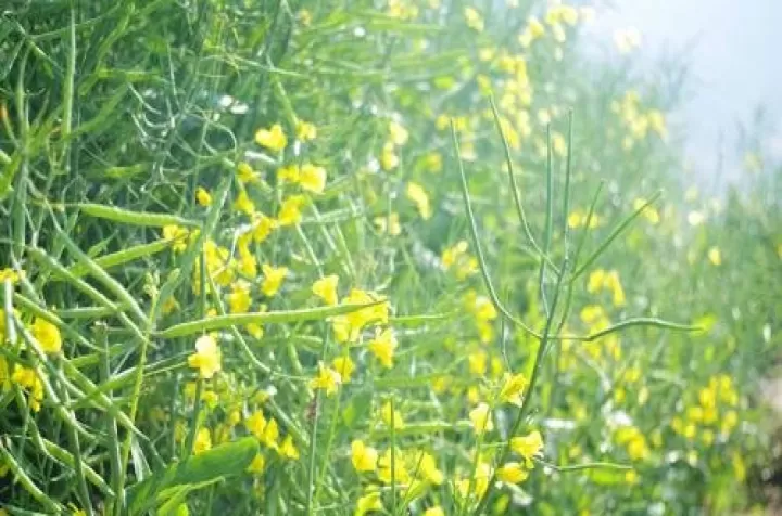 油菜籽期货收盘价是多少(油菜籽期货实时行情)
