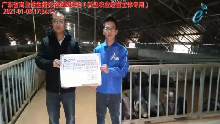 大连生猪期货合约挂盘(大连生猪期货交易走势图)