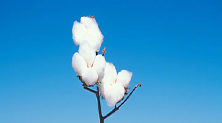 期货棉花主力啥意思(期货棉花主连啥意思)