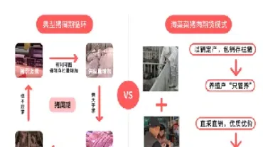 猪肉期货报价(猪肉期货报价单位)