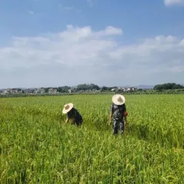 晚稻期货评论(晚稻期货价格)