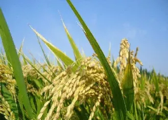 今日稻谷期货市场价格走势分析(今日稻谷期货市场价格走势分析图)_https://www.dglong8.com_黄金期货_第1张