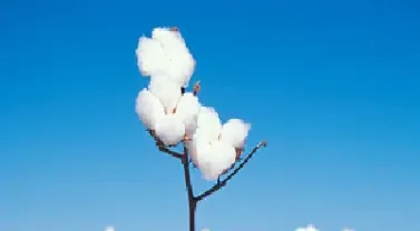 我今年一直做棉花期货(做棉花期货需要懂什么)