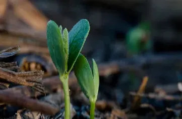 玉米淀粉期货季节性规律是什么(玉米淀粉期货价格季节性规律)_期货品种_第1张_宇龙理财网 玉米淀粉期货季节性规律是什么(玉米淀粉期货价格季节性规律)_https://www.dglong8.com_期货品种_第1张