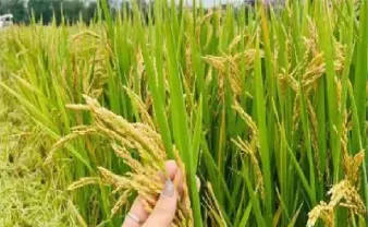 期货粳稻早稻晚稻区别(期货早稻晚稻粳稻区别)_https://www.dglong8.com_黄金期货_第1张