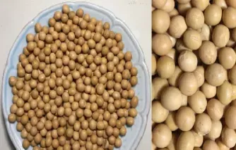 免费大豆期货查询(免费大豆期货查询APP)