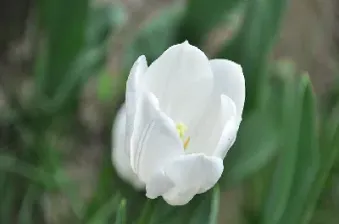 最早的期货郁金香(郁金香期货市场)