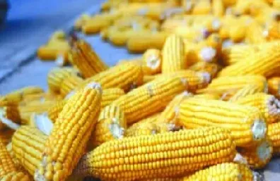 玉米期货主要用途有哪些(期货玉米主要用来做什么)