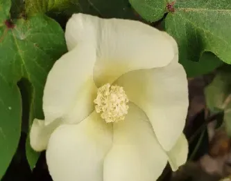 棉花保险加期货是什么意思(棉花期货保险的利弊)