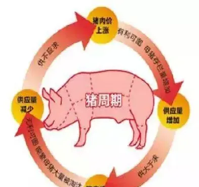 生猪期货几点开始(生猪期货什么时候上)