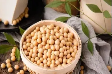美国大豆期货大跌(美国大豆期货价格最新行情)