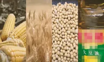 美国大豆期货几点交易(美国大豆油期货实时行情)