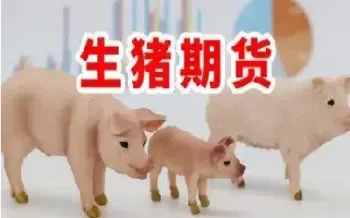 生猪期货市场持续走高(生猪期货行情分析表)