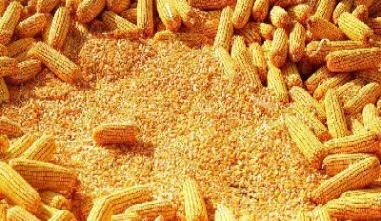 玉米期货单位重量(玉米期货单位重量是多少)