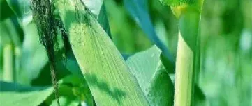 期货的玉米淀粉跟什么有关系(期货淀粉和玉米)