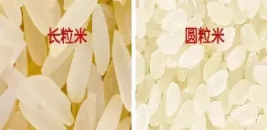期货中粳米和粳稻的区别(粳米期货和大米价格关系)