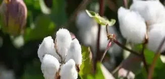 棉花期货与什么品种(棉花期货与什么品种有关)