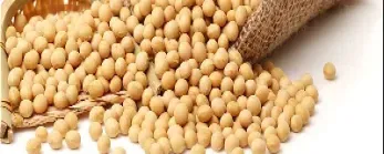 美国大豆期货周一收高(美国大豆期货走势)