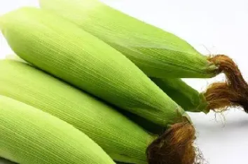 玉米110期货(玉米期货2109合约)