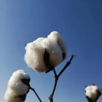 期货棉花一般在什么地方(期货棉花一般在什么地方卖)