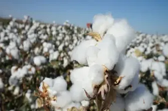 国内期货棉花代码是什么(棉花期货代码)