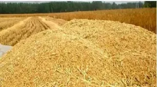 菜粕期货多少一手(期货一手菜粕10元手续费)