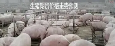 生猪期货交割怎样保存(生猪期货交割仓库)