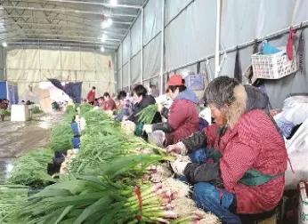 大蒜期货交易的(大蒜期货交割标准)