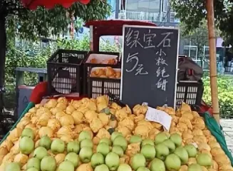 如果水果进入期货(水果期货有哪些品种)