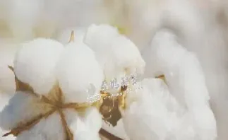 棉花期货关联品种(棉花期货与什么品种关联)