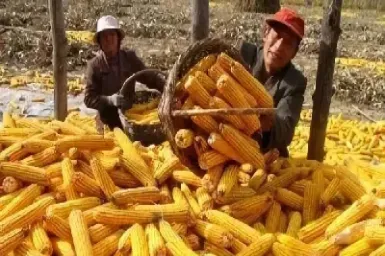 国内期货玉米怎么做(国内玉米期货怎么样)
