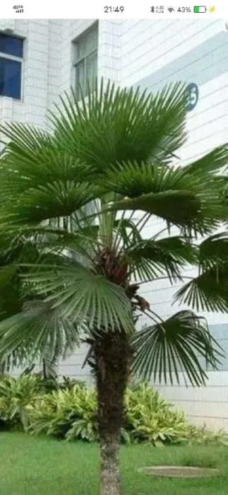 期货棕榈主要用途(棕榈油在期货市场中的地位)_https://www.dglong8.com_期货交易所_第1张