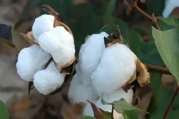如何买棉花期货(如何买棉花期货基金)