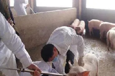 养殖户怎么用期货卖猪(养殖户怎么用期货卖猪肉)