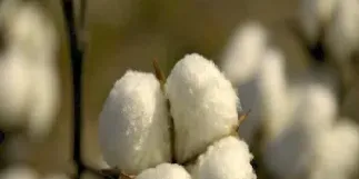 棉花期货会不会降价(今日棉花期货是多少)