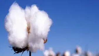 棉花期货交易咋样做(棉花期货交易市场价)
