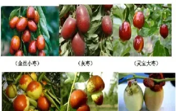 红枣期货上市利好个股(红枣期货上市走势)