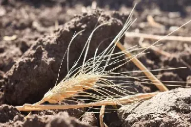 小麦期货2205(小麦期货价格走势)