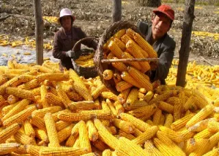 豆粕今日价格全国(今日豆粕实时价格)