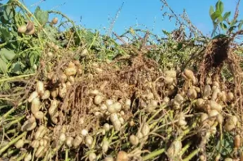 花生期货价格行情(花生期货价格行情走势)_财经要闻_第1张_宇龙理财网 花生期货价格行情(花生期货价格行情走势)_https://www.dglong8.com_财经要闻_第1张