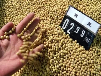 大豆涨价豆粕和豆油会涨吗(大豆涨价豆粕和豆油会涨吗为什么)
