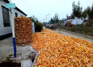 玉米豆粕棉籽价格(2025年玉米豆粕价格)