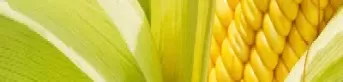 玉米期货现在的价格(玉米期货现在的价格是多少)